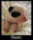 Border Collie Puppies for sale in Bolingbrook, IL, USA. price: $150
