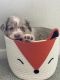 Border Collie Puppies for sale in Everett, WA, USA. price: $2,500