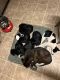 Border Collie Puppies for sale in Fairfield, CA 94533, USA. price: NA