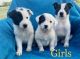 Border Collie Puppies for sale in Macomb, MI 48042, USA. price: NA