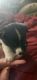 Border Collie Puppies for sale in Chagrin Falls, OH 44022, USA. price: NA