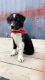 Border Collie Puppies for sale in Chicago, IL, USA. price: $400