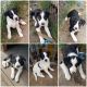Border Collie Puppies for sale in Federal Way, WA, USA. price: NA