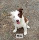 Border Collie Puppies for sale in King George, VA 22485, USA. price: $350