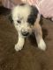 Border Collie Puppies for sale in Metairie, LA, USA. price: NA