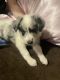 Border Collie Puppies for sale in Metairie, LA, USA. price: $500