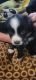 Border Collie Puppies for sale in Fort Wayne, IN 46845, USA. price: NA