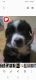 Border Collie Puppies for sale in Fort Wayne, IN 46845, USA. price: $250