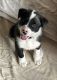 Border Collie Puppies for sale in Middleburg, FL 32068, USA. price: NA