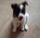 Border Collie Puppies for sale in Blythe, CA, USA. price: NA