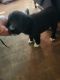 Border Collie Puppies for sale in Chagrin Falls, OH 44022, USA. price: $150