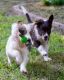 Border Collie Puppies for sale in Montgomery, AL 36123, USA. price: $500