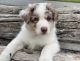 Border Collie Puppies for sale in Everett, WA, USA. price: $2,500