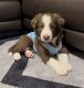 Border Collie Puppies for sale in Henderson, NV, USA. price: $900