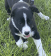 Border Collie Puppies for sale in Leesburg, FL, USA. price: $500