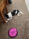Border Collie Puppies for sale in Yuma, AZ, USA. price: $500