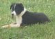 Border Collie Puppies for sale in Corydon, IN 47112, USA. price: NA
