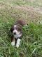 Border Collie Puppies for sale in 1117 Honeysuckle Dr, Keene, TX 76059, USA. price: $500