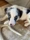 Border Collie Puppies for sale in Hood River, OR 97031, USA. price: NA