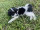 Border Collie Puppies for sale in Hollywood, FL, USA. price: NA