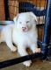 Border Collie Puppies for sale in Cedar, IA 52543, USA. price: $600
