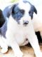 Border Collie Puppies for sale in Bonne Terre, MO 63628, USA. price: NA