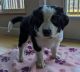 Border Collie Puppies for sale in Redmond, WA 98053, USA. price: NA