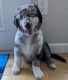 Border Collie Puppies for sale in Monroe, WA 98272, USA. price: $900