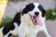 Border Collie Puppies for sale in Minneapolis, MN, USA. price: NA
