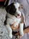 Border Collie Puppies for sale in Indian Mound, TN 37079, USA. price: NA