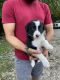 Border Collie Puppies for sale in Indian Mound, TN 37079, USA. price: $400