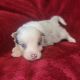 Border Collie Puppies for sale in Rock, KS 67131, USA. price: NA