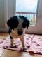 Border Collie Puppies for sale in Redmond, WA 98053, USA. price: $300