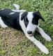 Border Collie Puppies for sale in Middleburg, FL 32068, USA. price: $700