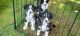 Border Collie Puppies for sale in Jamestown, NY 14701, USA. price: $375