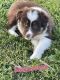 Border Collie Puppies for sale in Kirksville, MO 63501, USA. price: $200