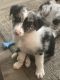 Border Collie Puppies for sale in Richmond, IN 47374, USA. price: $800