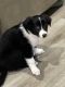Border Collie Puppies for sale in Richmond, IN 47374, USA. price: $800