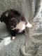 Border Collie Puppies for sale in Richmond, IN 47374, USA. price: $1,500