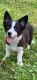 Border Collie Puppies for sale in Viroqua, WI 54665, USA. price: $300