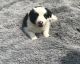 Border Collie Puppies for sale in Columbiana, OH 44408, USA. price: $300