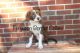 Border Collie Puppies for sale in Cedartown, GA 30125, USA. price: NA