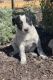 Border Collie Puppies for sale in Franktown, CO 80116, USA. price: $150