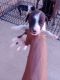 Border Collie Puppies for sale in W Cochran St, Tucson, AZ 85746, USA. price: $150