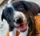 Border Collie Puppies for sale in Goreville, IL 62939, USA. price: $500