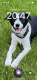Border Collie Puppies for sale in Clayton, NC, USA. price: $500