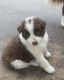 Border Collie Puppies for sale in 5004 N Portland Ave, Oklahoma City, OK 73112, USA. price: $400