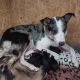 Border Collie Puppies for sale in Wirral, UK. price: 750 GBP