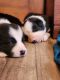 Border Collie Puppies for sale in Elmer, NJ 08318, USA. price: $1,500