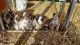 Border Collie Puppies for sale in Hinckley, MN 55037, USA. price: $200